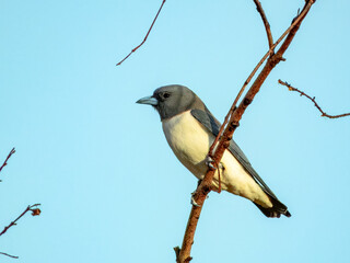 White-breasted Woodswallow - Artamus leucorynchus in Australia