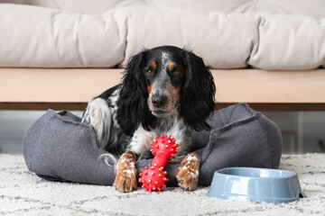 Cute cocker spaniel with toy and bowl of water lying on pet bed in living room