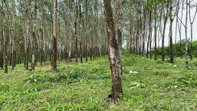 Mow the grass. There are weeds and grass on the ground in the rubber plantation and there are a lot of rubber trees