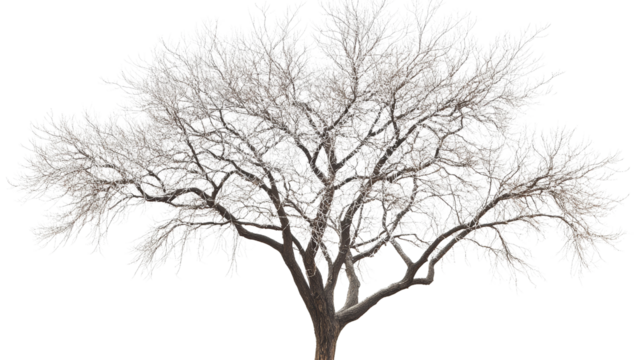 A detailed winter tree with bare branches, isolated with no background