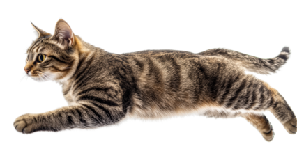 A dynamic shot of a cat isolated on a Tranparent background, PNG file, in mid-jump with fur and paws in sharp detail