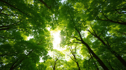 Obraz premium Lush Green Canopy with Sunlight Filtering Through Leaves