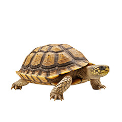 Obraz premium Close-Up Of African Tortoise With Textured Shell On White Background