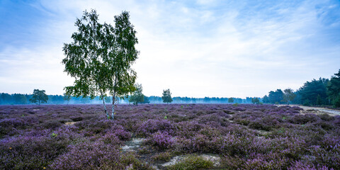 Die Göbelner Heide im Biosphärenreservat Oberlausitzer Heide- und Teichlandschaft 4