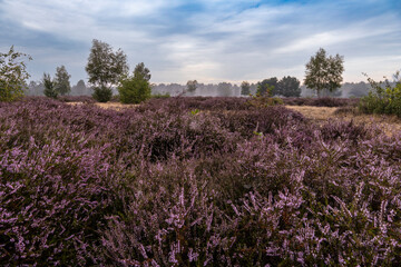 Die Göbelner Heide im Biosphärenreservat Oberlausitzer Heide- und Teichlandschaft 3