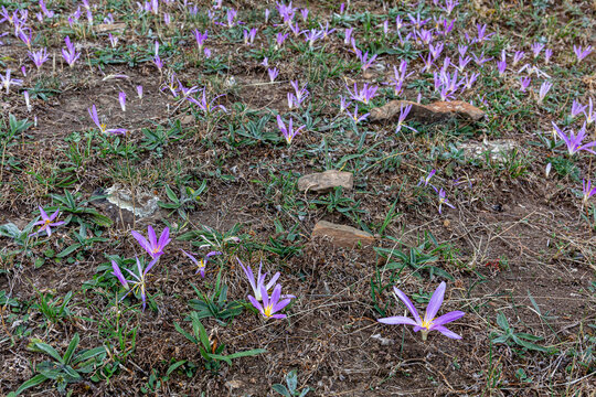 Flowers of Colchicum montanum, Merendera pyrenaica. False meadow saffron, false autumn crocus, meadow saffron.
