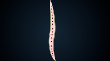 cylindrical cells that are part of the xylem tissue. 3d illustration