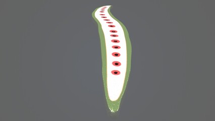 cylindrical cells that are part of the xylem tissue. 3d illustration