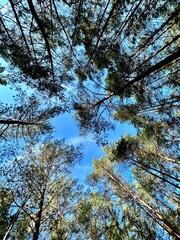 bottom view of tall needles against a blue sky