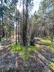 forest landscape on a sunny day