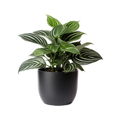 Green Potted Calathea Plant With Striped Leaves In Black Pot On White Background