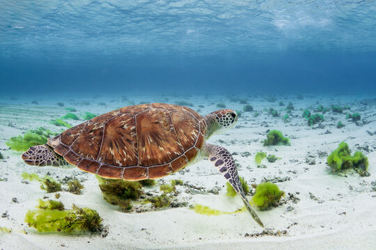 Loggerhead Turtle - Caretta caretta, beautiful popular oceanic turtle from worldwide tropical oceans and seas, Mauritius island.