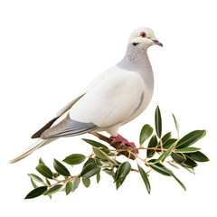 Obraz premium Elegant White Dove Perched On Green Leafy Branch Isolated Against White Background