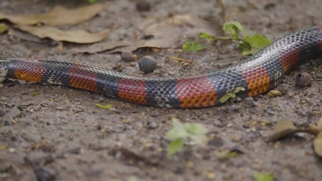 the vibrant world of a coral snake