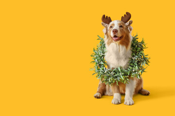 Cute Australian Shepherd dog in reindeer horns with Christmas wreath on yellow background