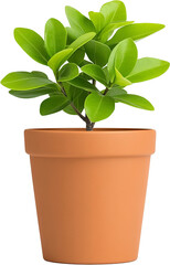 Obraz premium Lush Green Plant in Terracotta Pot