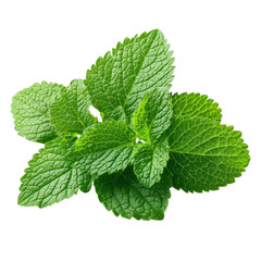 Fresh Green Mint Leaves Isolated on Transparent Background - High-Resolution Botanical Image for Culinary and Herbal Use