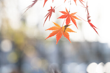 オレンジ色のグラデュエーションがかかった紅葉したもみじの葉