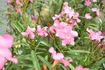 Nerium oleander in bloom, Pink siplicity bunch of flowers and green leaves on branches, Nerium...