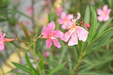 Nerium oleander in bloom, Pink siplicity bunch of flowers and green leaves on branches, Nerium Oleander shrub Pink flowers, ornamental shrub branches in daylight, bunch of flowers closeup