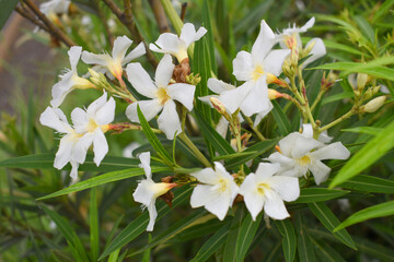 Nerium oleander in bloom, White siplicity bunch of flowers and green leaves on branches, Nerium Oleander shrub white flowers, ornamental shrub branches in daylight, bunch of flowers closeup