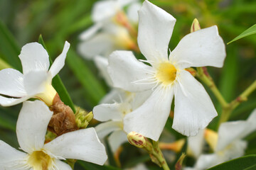 Nerium oleander in bloom, White siplicity bunch of flowers and green leaves on branches, Nerium...