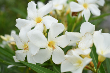 Nerium oleander in bloom, White siplicity bunch of flowers and green leaves on branches, Nerium Oleander shrub white flowers, ornamental shrub branches in daylight, bunch of flowers closeup