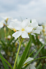 Nerium oleander in bloom, White siplicity bunch of flowers and green leaves on branches, Nerium Oleander shrub white flowers, ornamental shrub branches in daylight, bunch of flowers closeup