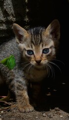 The cat sees with a sharp gaze