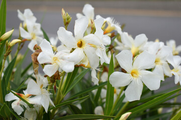 Nerium oleander in bloom, White siplicity bunch of flowers and green leaves on branches, Nerium Oleander shrub white flowers, ornamental shrub branches in daylight, bunch of flowers closeup