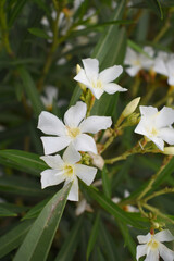 Nerium oleander in bloom, White siplicity bunch of flowers and green leaves on branches, Nerium Oleander shrub white flowers, ornamental shrub branches in daylight, bunch of flowers closeup