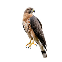 Obraz premium Red-Tailed Hawk Perched On Dry Branch Isolated On White Background