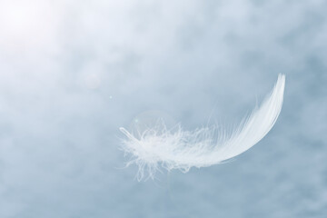 Abstract White Bird Feathers Floating in The Sky. Fluffy Downy. Freedom, Floating Freely, Peace. Softness of Feathers Falling in Heavenly.	
