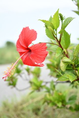 flower of Shoeblackplant plant, red Shoeblackplant flower, shoeblackplant flowers bloom among its dense leaves, Beautiful red flower closeup, Chakwal, Punjab, Pakistan