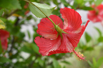 flower of Shoeblackplant plant, red Shoeblackplant flower, shoeblackplant flowers bloom among its dense leaves, Beautiful red flower closeup, Chakwal, Punjab, Pakistan
