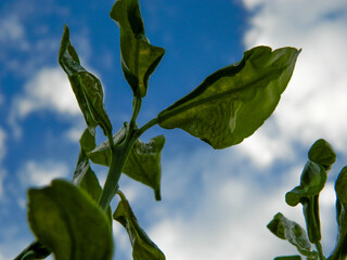 Interesting Tree Leaf Veining Detail With a Blue Cloudy Sky