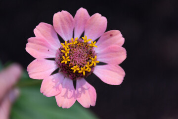 Light Pink Zinnia, Golden Center, Green Foliage