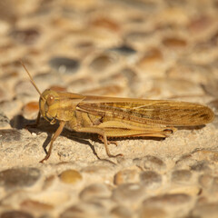 Field grasshopper (Chorthippus apricarius)