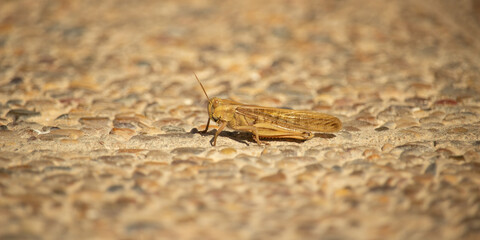 Field grasshopper (Chorthippus apricarius)