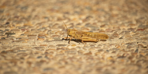Field grasshopper (Chorthippus apricarius)