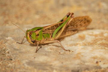 green grasshopper close-up to grasshopper