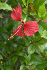 flower of Shoeblackplant plant, red Shoeblackplant flower, shoeblackplant flowers bloom among its dense leaves, Beautiful red flower closeup, Chakwal, Punjab, Pakistan