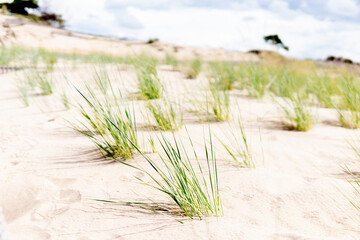 Walk in the beach and nature