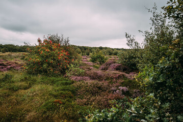 Landscape with heather and sea buckthorn