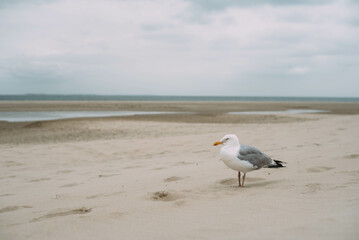 Seagull on a sandy seashore on a cloudy day