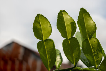 Kaffir lime leaves soaked in dew are a medicinal plant used for cooking. A sprig of bergamot leaves. The concept of herbal plants and homeotherapy