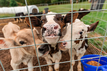 Curious calves behind fence close-up © Cavan