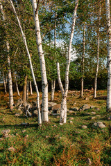 Obraz premium Cluster of Birch Trees in Meadow