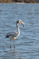 A beautiful flamingo in Molentargius Saline Natural Park, Cagliari, Italy