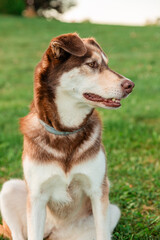 Brown Dog Relaxing in a Field